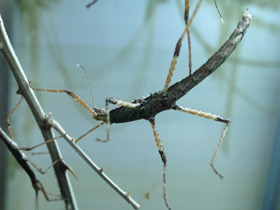 Смотреть фото Колючий палочник Фото Колючий палочник