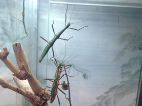 Смотреть фото Палочник перифетес Фото Палочник перифетес