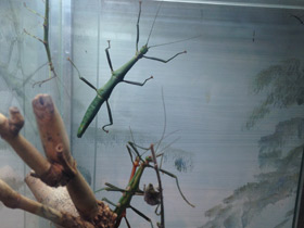 Смотреть фото Палочник перифетес Фото Палочник перифетес