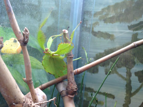 Смотреть фото Палочник-листовидка Фото Палочник-листовидка