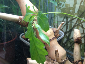 Смотреть фото Палочник-листовидка Фото Палочник-листовидка