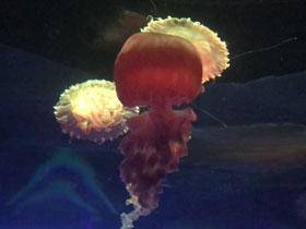 Фото Черноморская крапива