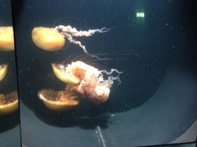 Фото Тихоокеанская морская крапива