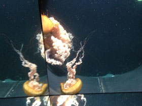 Фото Тихоокеанская морская крапива