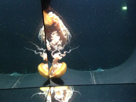 Фото Тихоокеанская морская крапива