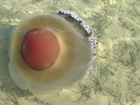 Смотреть фото Котилориза Фото Котилориза