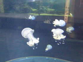 Смотреть фото Пятнистая австралийская медуза Фото Пятнистая австралийская медуза