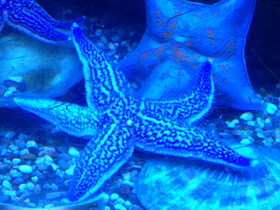 Фото Колкая дистоластерия