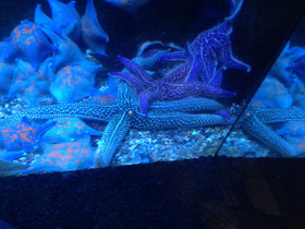 Фото Колкая дистоластерия