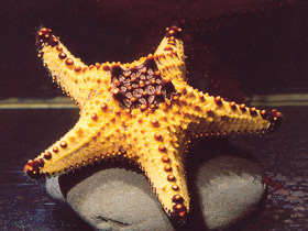 Пентацерастеры