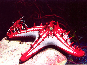 Красношипый протореастер Красношипый протореастер