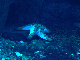 Фото Протореастер нодосус