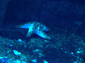 Фото Протореастер нодосус