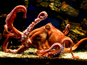 Осьминог Дофлейна Осьминог Дофлейна