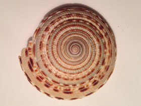 Фото Архитектонициды