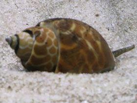 Фото Бабилонии