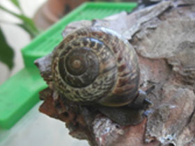 Фото Кустарниковая улитка