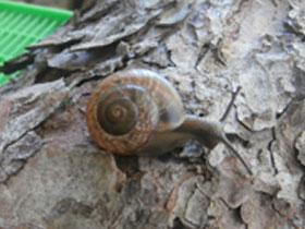 Фото Кустарниковая улитка
