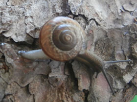 Фото Кустарниковая улитка