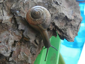 Фото Кустарниковая улитка