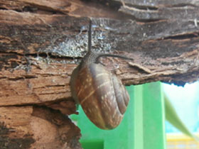 Фото Кустарниковая улитка