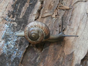 Фото Кустарниковая улитка