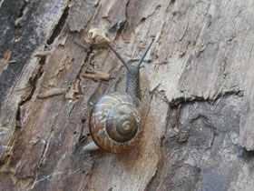 Фото Кустарниковая улитка