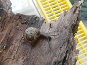 Фото Кустарниковая улитка