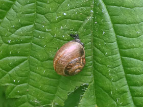 Фото Кустарниковая улитка