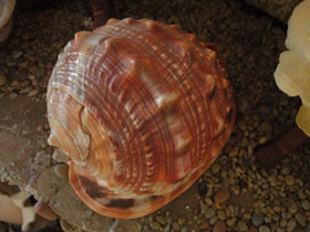 Смотреть фото Красный ципрекассис Фото Красный ципрекассис