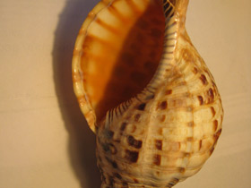 Смотреть фото Харония тритон Фото Харония тритон