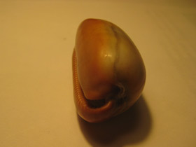 Смотреть фото Ципрея тальпа Фото Ципрея тальпа