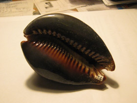 Смотреть фото Ципрея терзитес Фото Ципрея терзитес