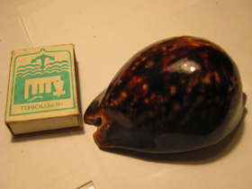 Смотреть фото Ципрея терзитес Фото Ципрея терзитес