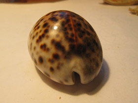 Смотреть фото Тигровая ципрея Фото Тигровая ципрея