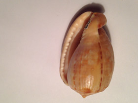 Смотреть фото Ребристый кассис Фото Ребристый кассис