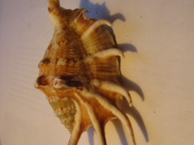 Смотреть фото Обыкновенный лямбис Фото Обыкновенный лямбис