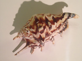 Смотреть фото Обыкновенный лямбис Фото Обыкновенный лямбис