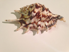 Смотреть фото Обыкновенный лямбис Фото Обыкновенный лямбис