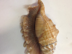 Смотреть фото Лямбис многоножка Фото Лямбис многоножка