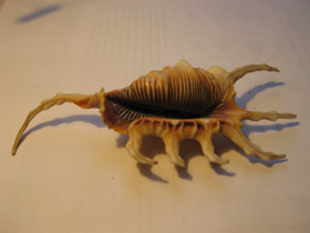 Смотреть фото Скорпионовый лямбис Фото Скорпионовый лямбис