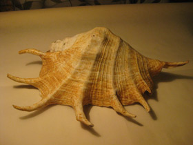 Смотреть фото Гигантский лямбис Фото Гигантский лямбис