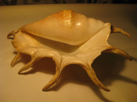 Смотреть фото Гигантский лямбис Фото Гигантский лямбис