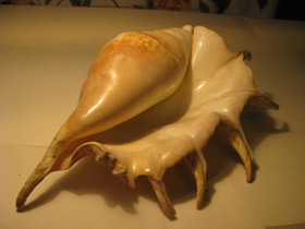 Смотреть фото Гигантский лямбис Фото Гигантский лямбис