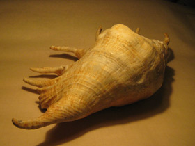 Смотреть фото Гигантский лямбис Фото Гигантский лямбис