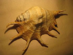 Смотреть фото Гигантский лямбис Фото Гигантский лямбис