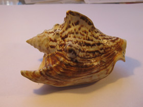 Смотреть фото Стромбус Петушиный хвост Фото Стромбус Петушиный хвост