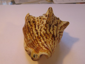 Смотреть фото Стромбус Петушиный хвост Фото Стромбус Петушиный хвост