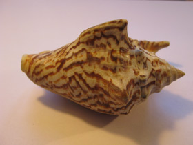 Смотреть фото Стромбус Петушиный хвост Фото Стромбус Петушиный хвост