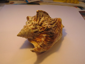 Смотреть фото Стромбус Петушиный хвост Фото Стромбус Петушиный хвост